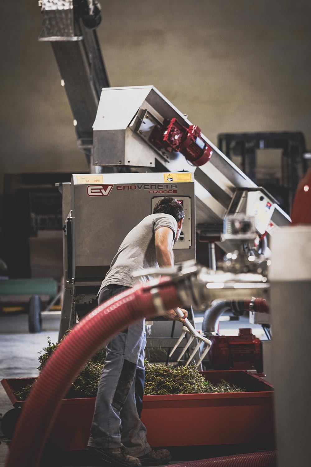 Worker handling harvested grapes near Enoveneta France wine processing machine in a winemaking facility.